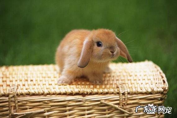 风水上最好的宠物名字