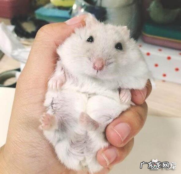 风水上最好的宠物名字