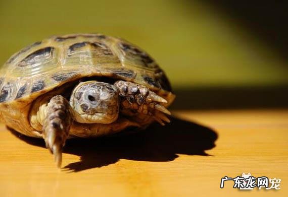 风水上最好的宠物名字