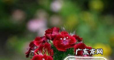 康乃馨的养殖方法和注意事项