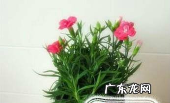 康乃馨的养殖方法和注意事项