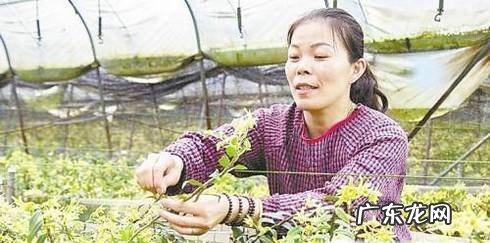 铁皮石斛花的采摘晾晒和吃法