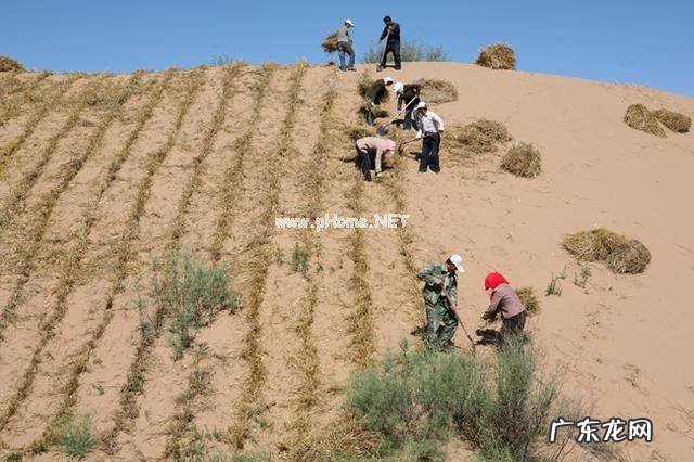 为啥黄河水清了鱼虾却少了
