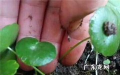 如何繁殖铜钱草