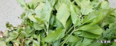 东北大叶芹怎么吃,东北山菜大叶芹功效