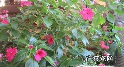 玻璃翠的养殖方法和注意事项