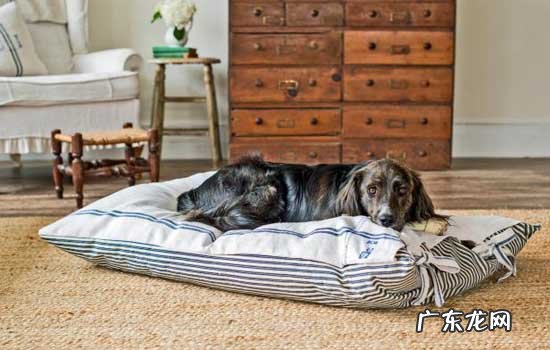 狗狗追着主人的脚后跟 为什么狗狗喜欢咬主人的脚后跟