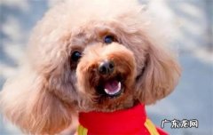 泰迪跟贵宾犬有啥区别 泰迪属于贵宾犬吗