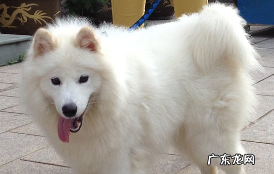 萨摩耶四个月多少斤正常 萨摩耶4个月多重