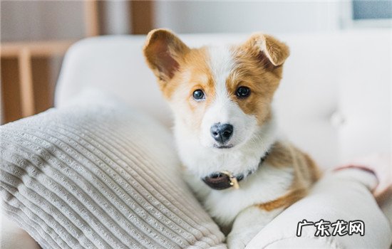 狗爪子挠了用打针吗 狗打架为什么不用爪子挠