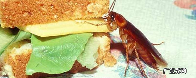 蟑螂有毒吗爬过的东西可以吃吗,蟑螂爬过的食物能吃吗有毒吗