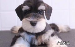 鬣狗是狗吗? 鬓狗和鬣狗是一种狗么