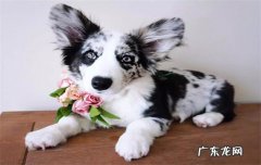 卡迪根柯基犬 为什么养卡迪根柯基的人这么少