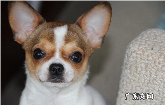 吉娃娃跟鹿犬的区别 小鹿犬和吉娃娃的区别