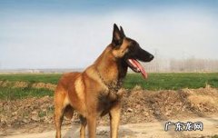 马犬能长多少斤重 马犬能长多大多重多高
