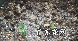 草莓籽怎么种植