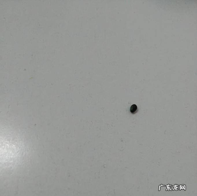 Diy轻黏土海绵宝宝的派大星教程