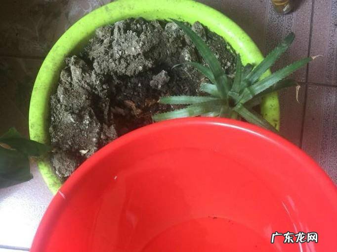 盆栽松土的方法