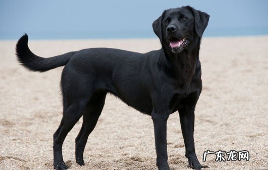 田园犬和拉布拉多杂交长得大吗 拉布拉多杂交土狗长得大吗