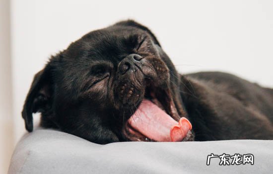 黑色柴犬不就是土狗吗 黑柴犬和四眼土狗的区别