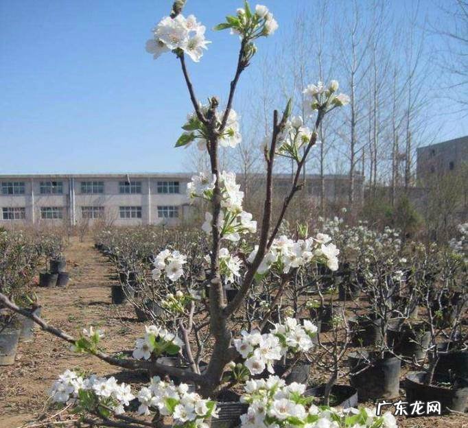海棠果树怎样养护才能结多果