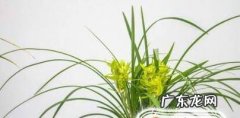 家庭的普通兰花怎么养