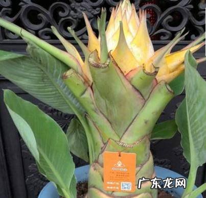 千叶佛莲怎么养