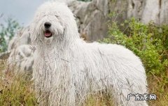 比熊狗狗生产前的征兆 母比熊发情前的症状