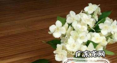 茉莉的养殖方法和注意事项