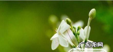 茉莉的养殖方法和注意事项