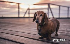狗狗怎么空运.需要怎么办理 狗狗空运需要什么手续
