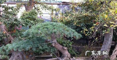 榆树盆景怎样种植