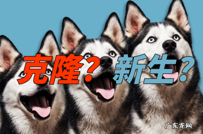 上海奶奶花18万克隆重病的爱犬,仅外貌相似