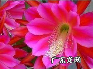 让令箭荷花开花的养护方法