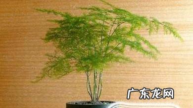 家庭花卉盆栽文竹的养护方法