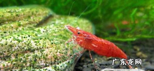 水族鱼缸除藻生物有哪些