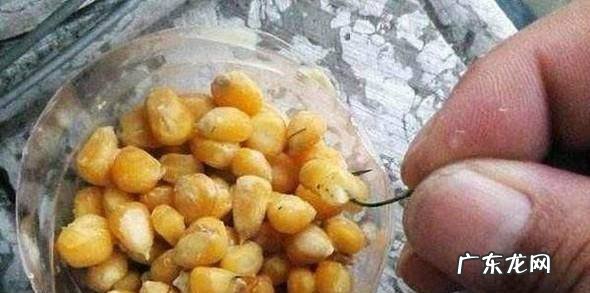 如何用老玉米制作窝料和钓饵
