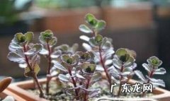 小球玫瑰怎么养爆盆