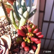 如何养好多肉植物虹之玉