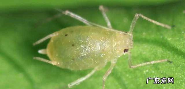 家庭园艺有哪些常见害虫