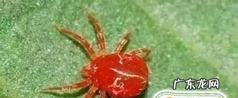 家庭园艺有哪些常见害虫