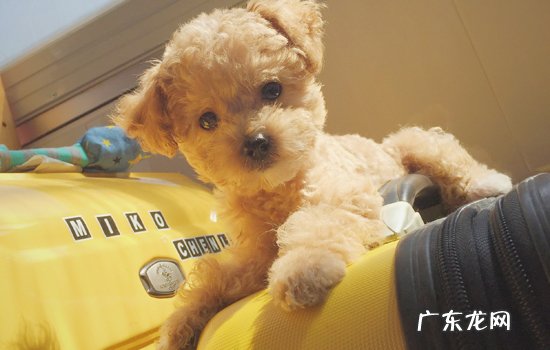 poodle是什么意思翻译 poodle