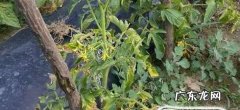 家里种的番茄该如何修剪