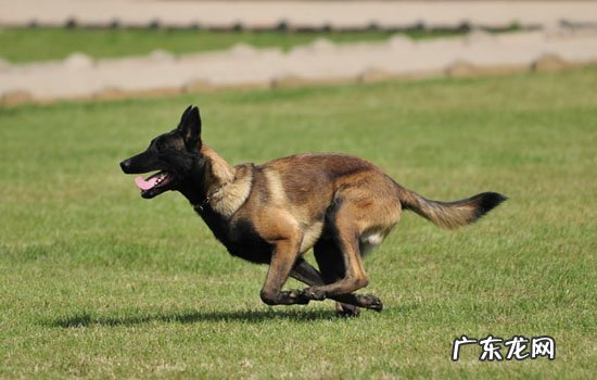 马犬一共有几个品种 马犬有几个品种