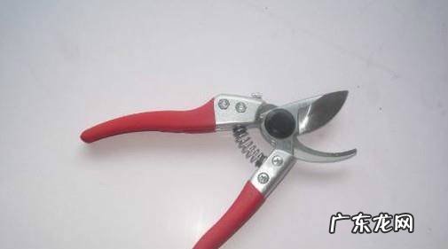 怎么选购园艺剪刀中的修枝剪