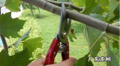 怎么选购园艺剪刀中的修枝剪
