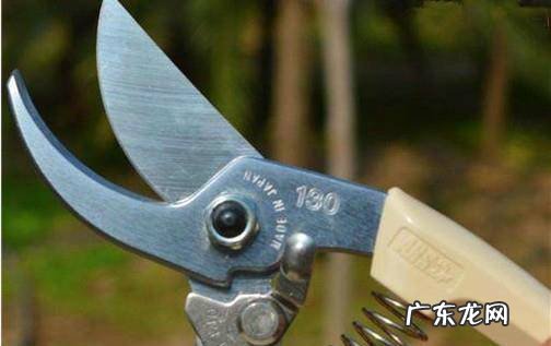 怎么选购园艺剪刀中的修枝剪