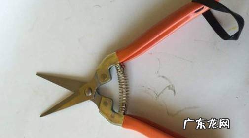 怎么选购园艺剪刀中的修枝剪