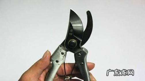 怎么选购园艺剪刀中的修枝剪