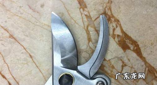 怎么选购园艺剪刀中的修枝剪